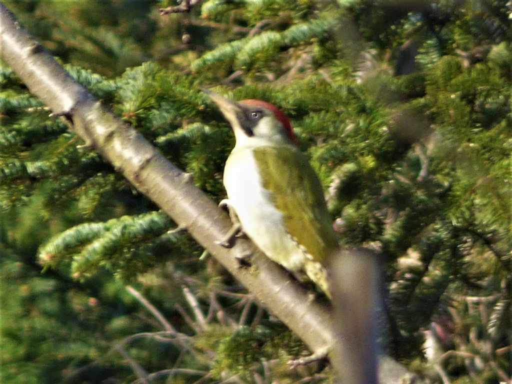 Picchio verde